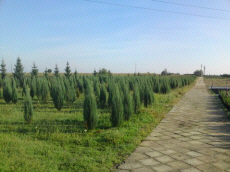 fák lombhullató tűlevelű cserjék kúszónövények funkie növény óvoda Lengyelországban